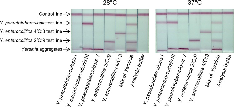 FIG 5