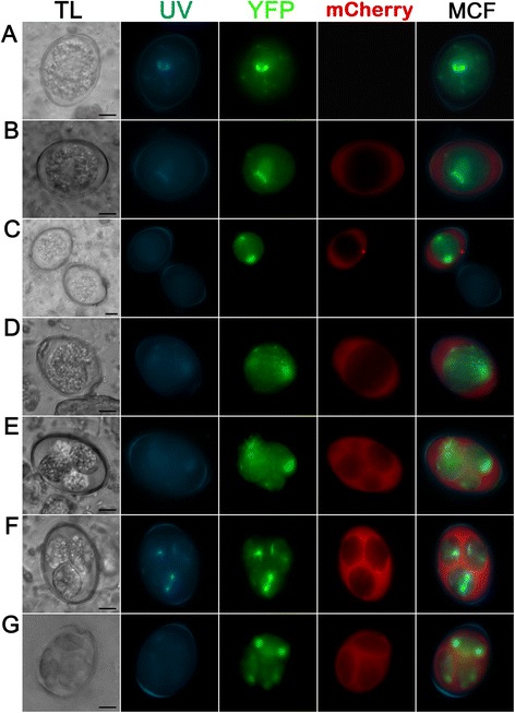 Fig. 9