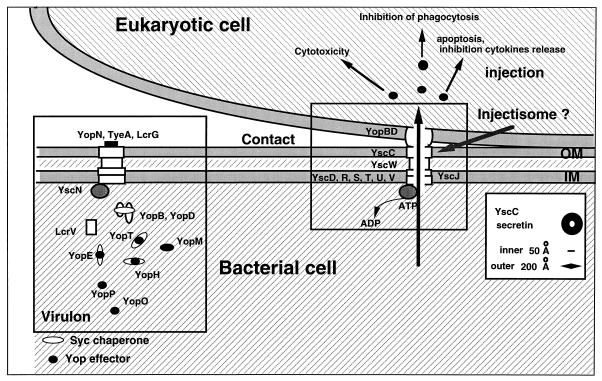 FIG. 1