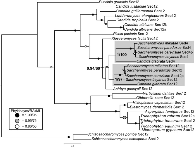 Fig. 2.—