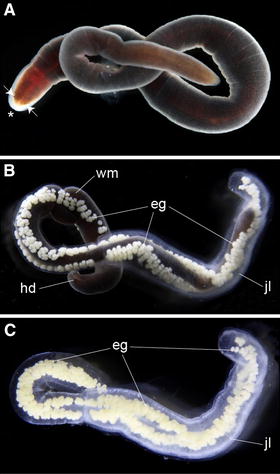 Fig. 2