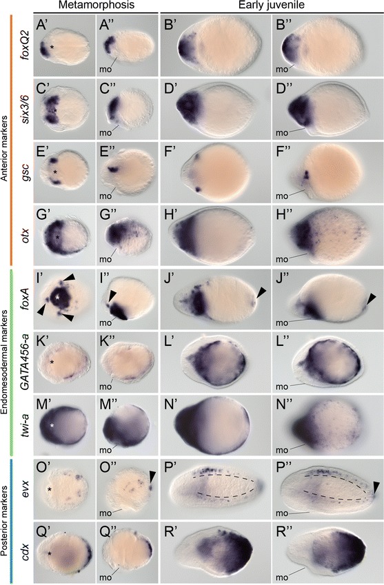 Fig. 8