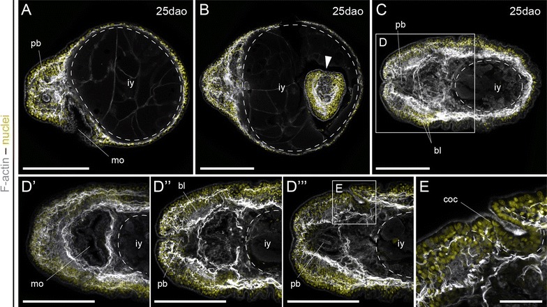 Fig. 6