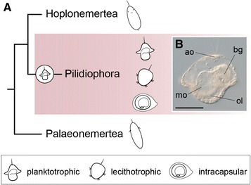 Fig. 1