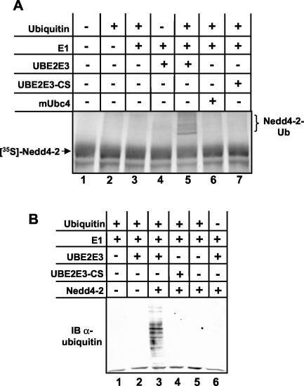 FIG. 4.