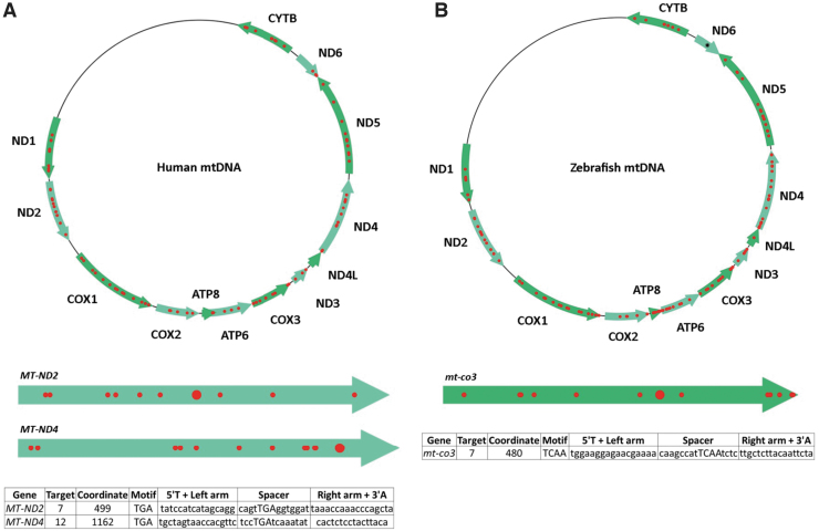 FIG. 2.