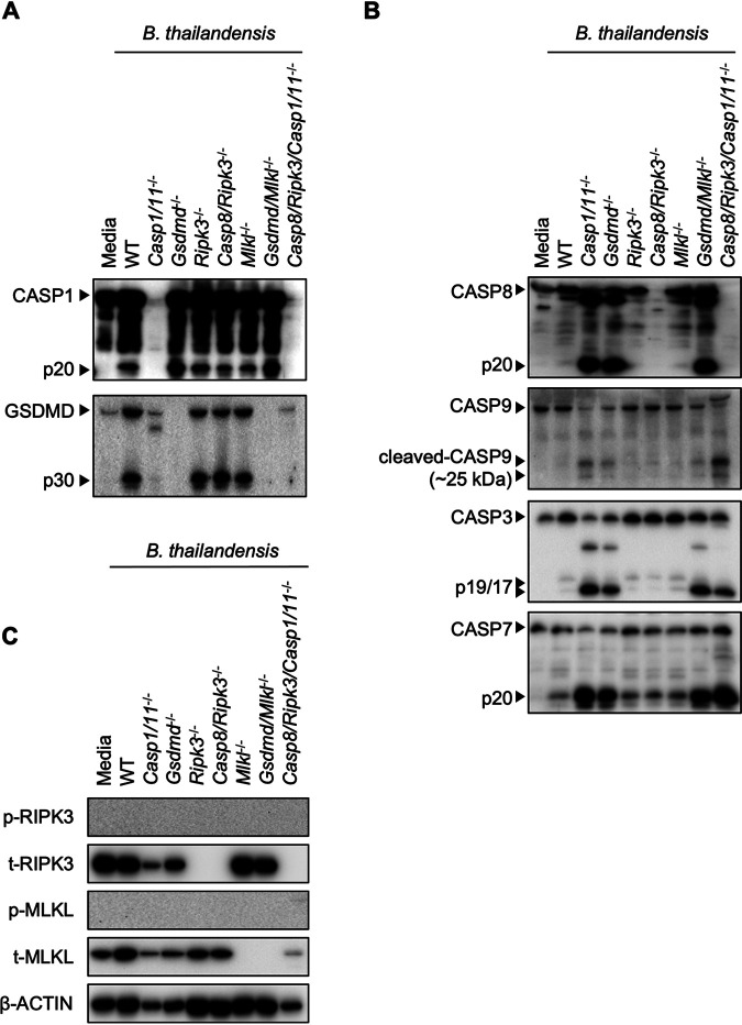 FIG 2