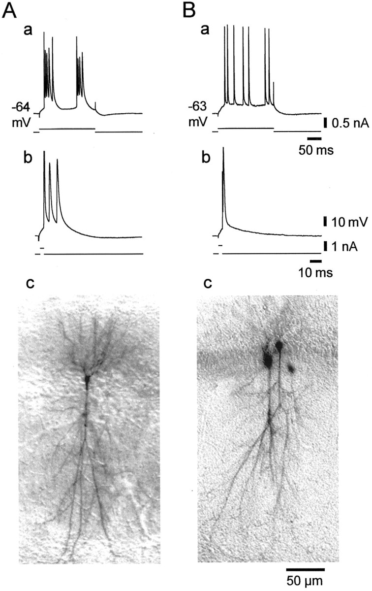 Fig. 12.