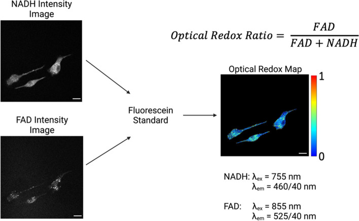 Fig. 3