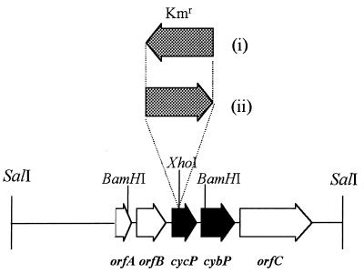 FIG. 1