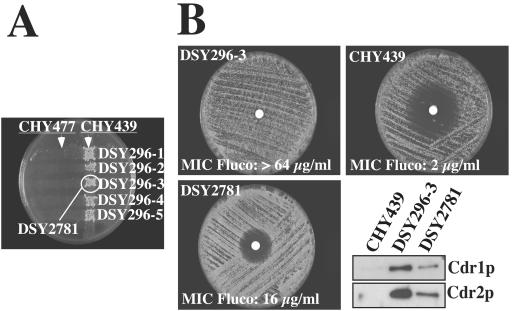 FIG. 7.