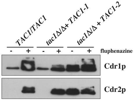 FIG. 6.