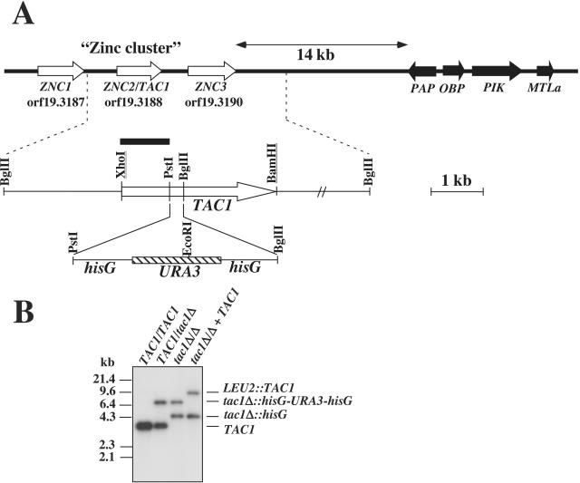 FIG. 1.