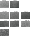 Figure 2—figure supplement 5.