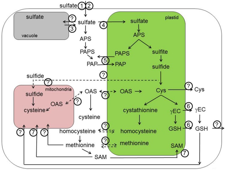 FIGURE 1