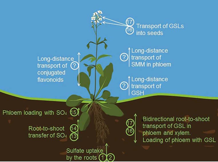 FIGURE 3