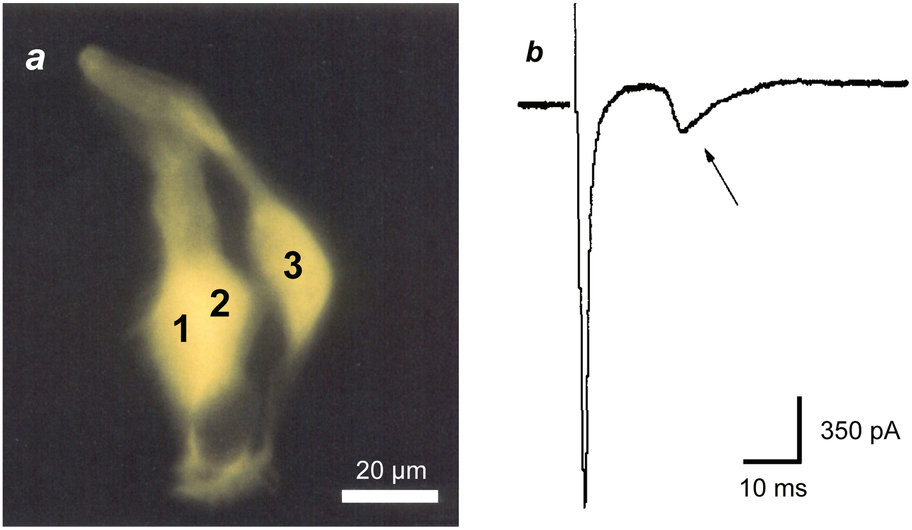 FIGURE 1.