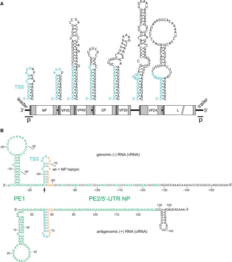 FIGURE 1.