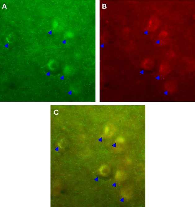 Figure 10