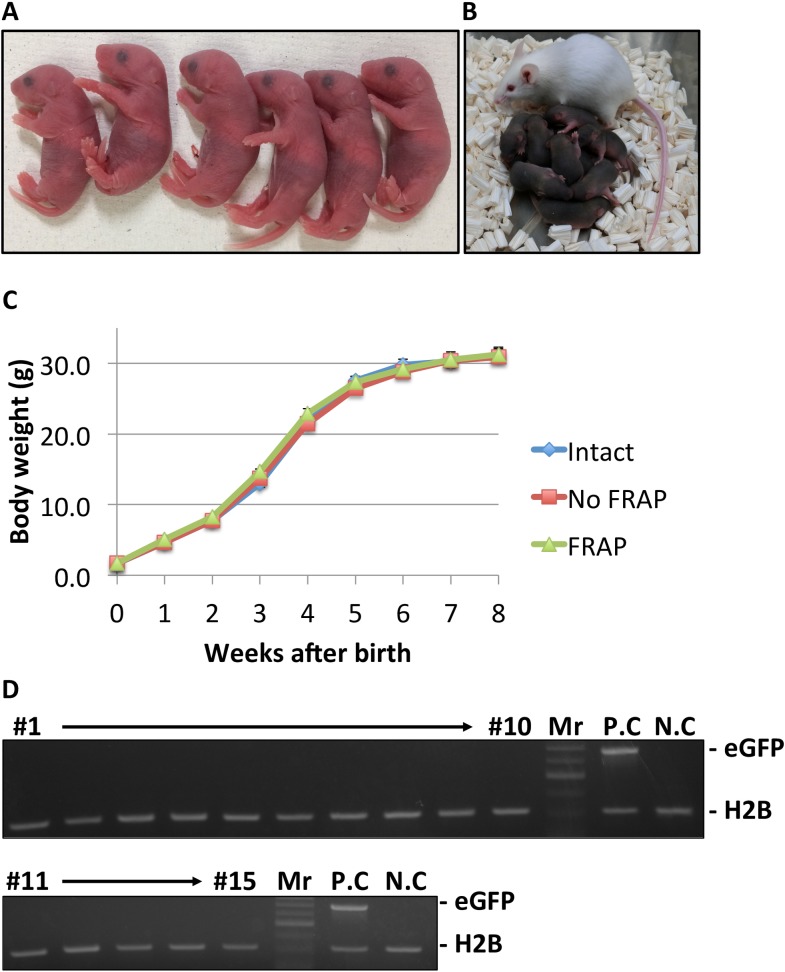 Fig 2