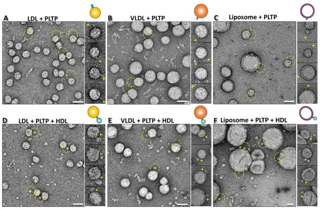 Fig. 3