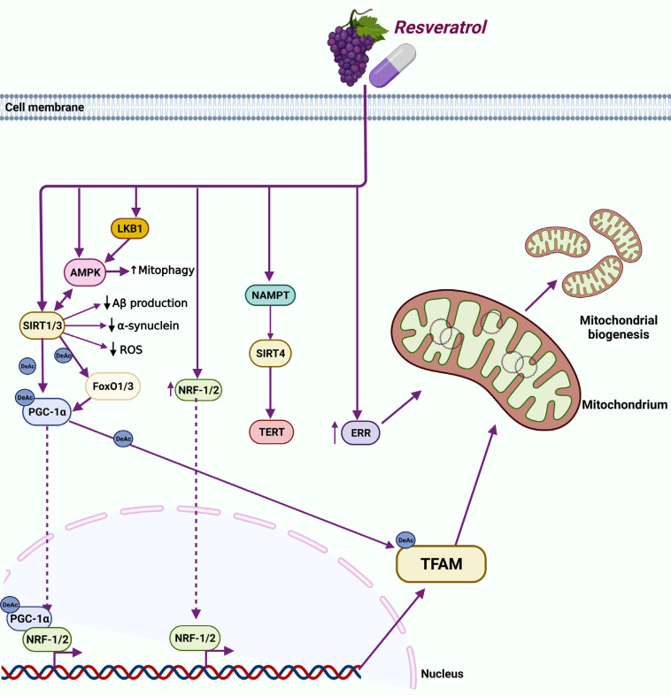 Fig. (2)