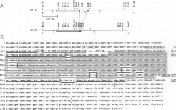 graphic file with name pnas01085-0087-a.jpg