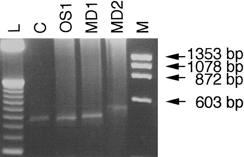 Figure  2