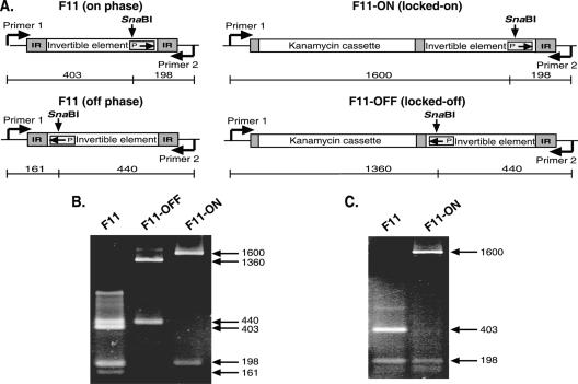 FIG. 1.