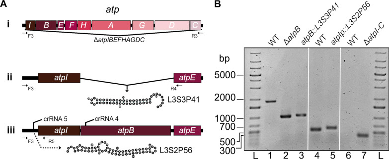 Fig. 6