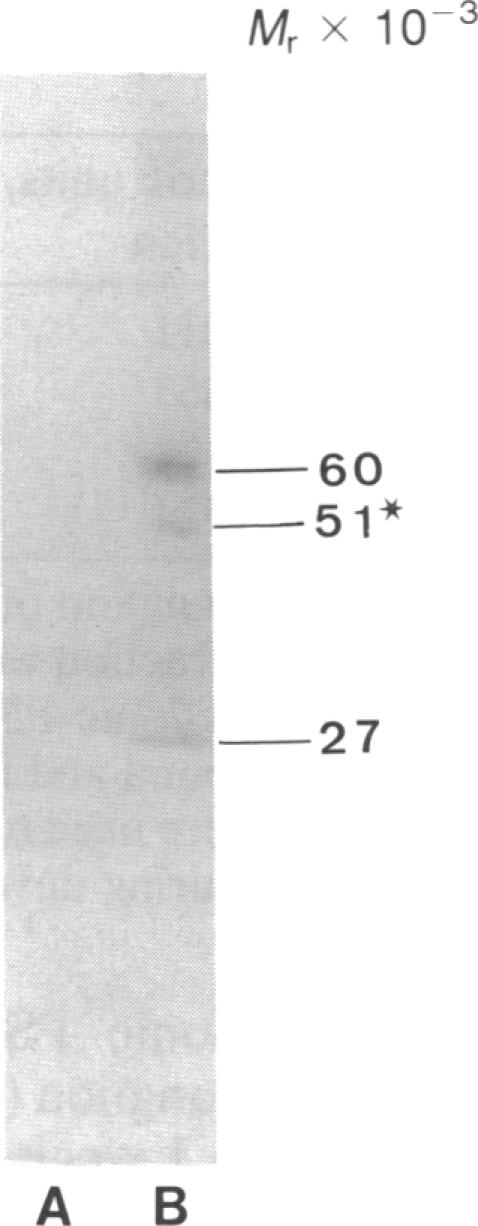 graphic file with name pnas00338-0524-a.jpg