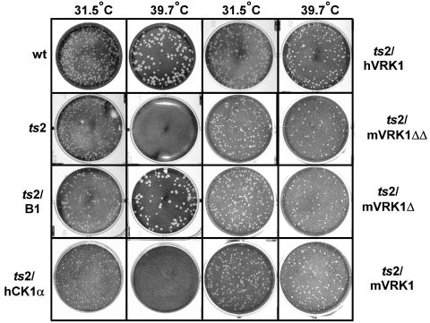 FIG. 7.