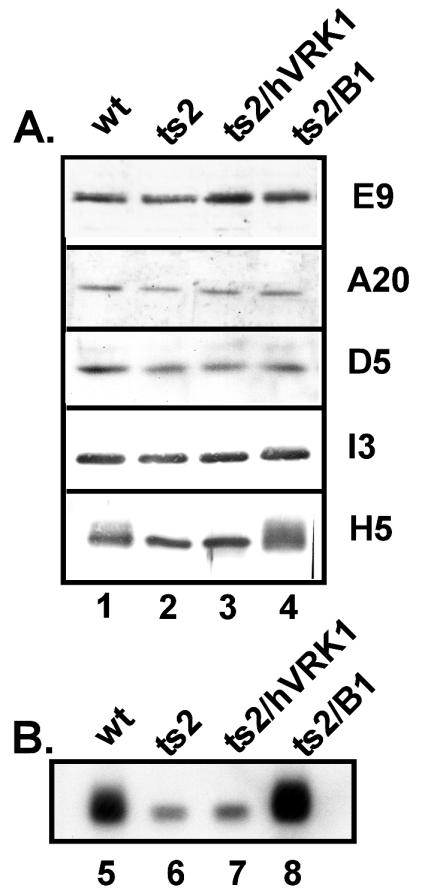 FIG. 5.