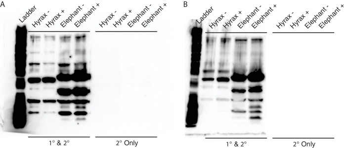 Figure 5—figure supplement 2.