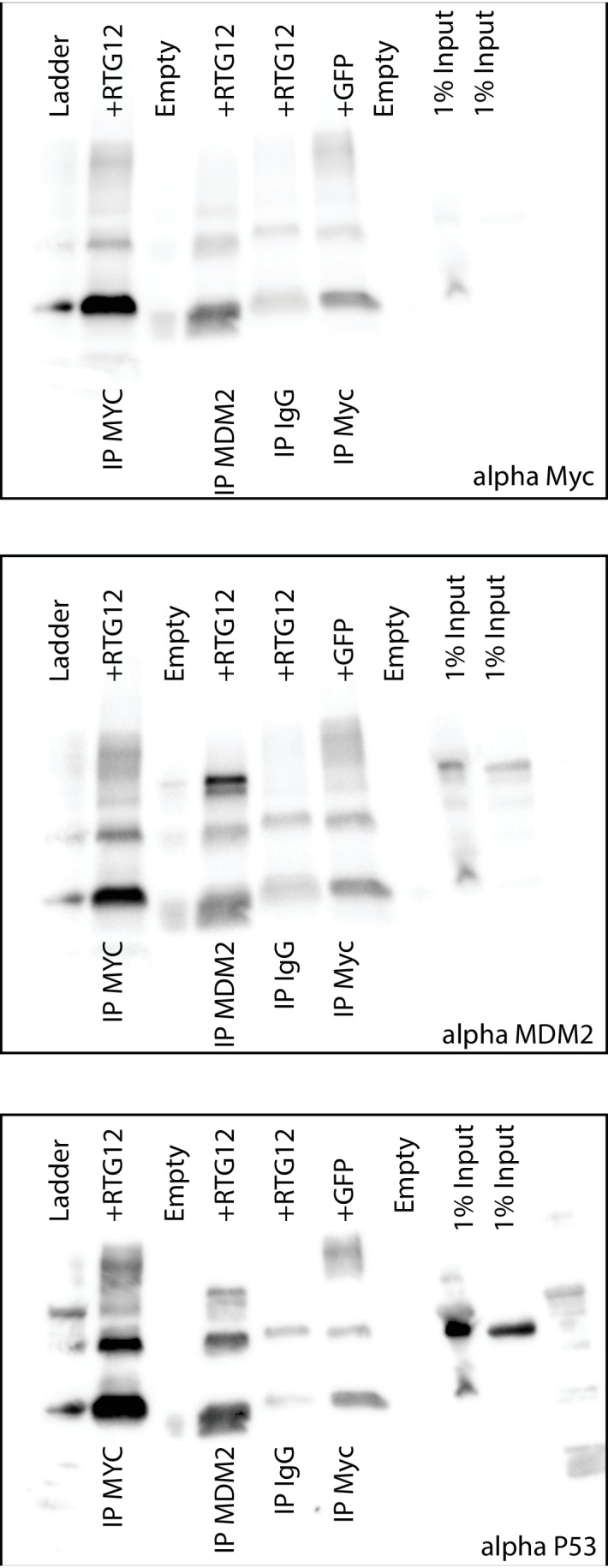 Figure 10—figure supplement 1.