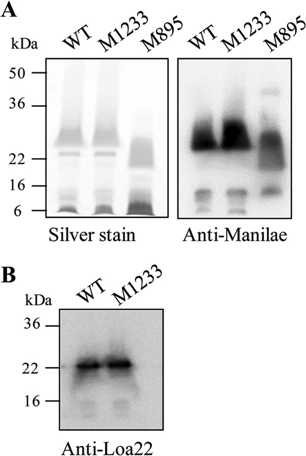 FIG 7