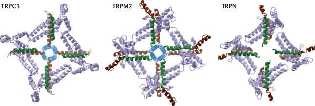 Box 1 Emerging features in TRP channel structures