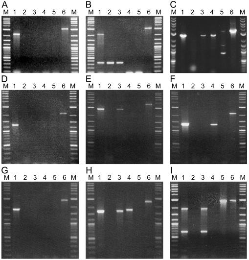 FIG. 5.