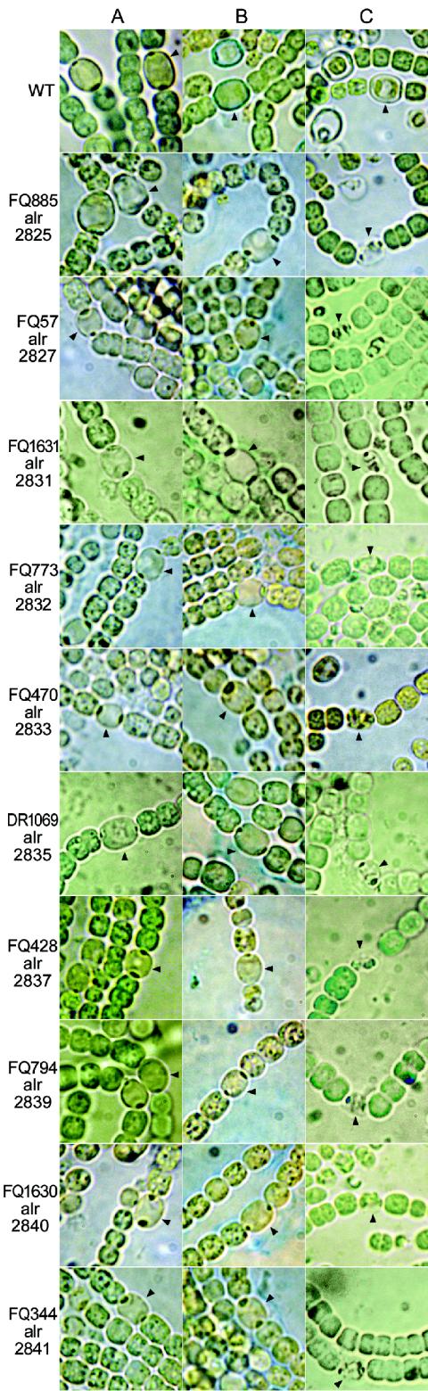 FIG. 2.