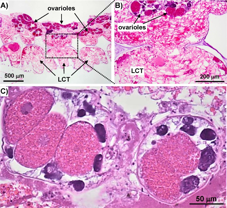 Fig 6