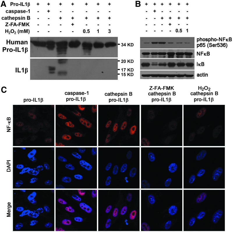 FIG. 7.