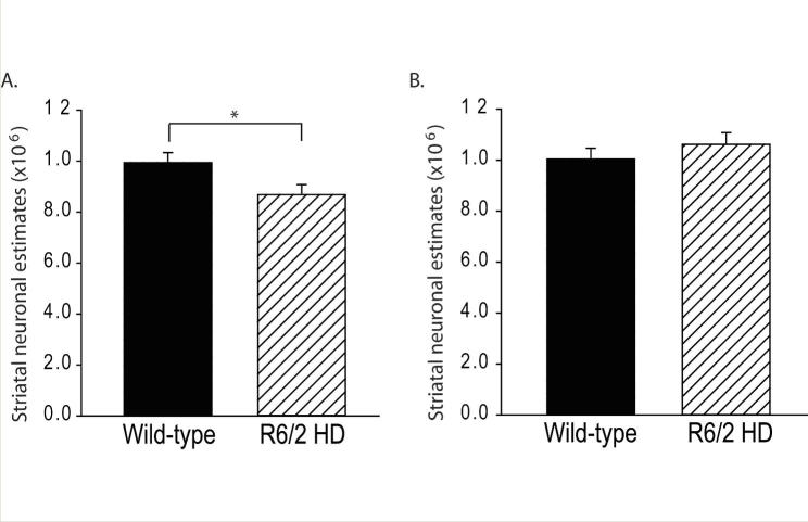 Striatal neuronal loss occurs in R6/2 HD mice