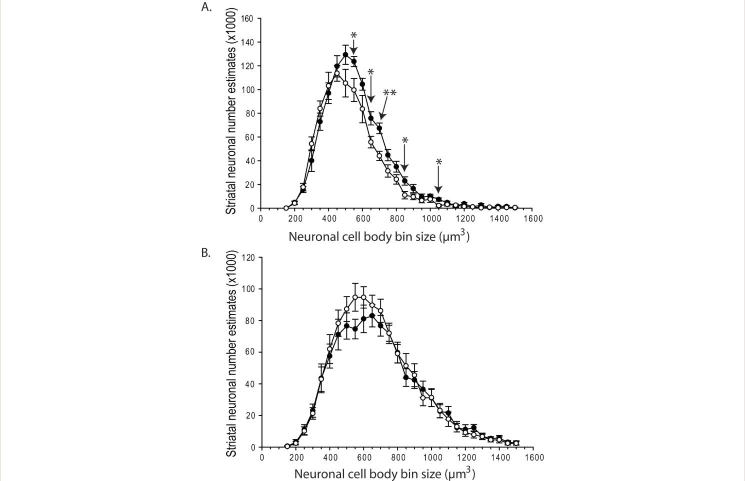 Striatal neuronal atrophy and loss in R6/2 HD mice.