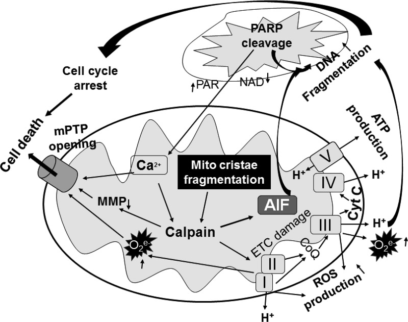 Fig. 12.