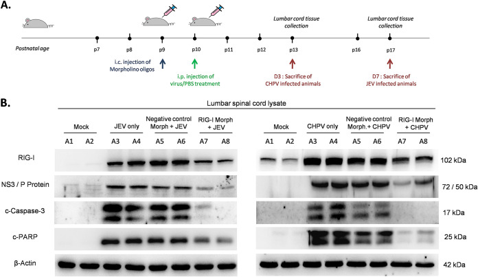 FIG 10