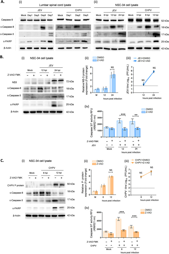 FIG 6