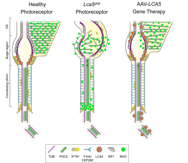 graphic file with name jciinsight-8-169162-g012.jpg