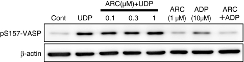 Fig. 5