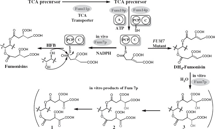 Figure 5.