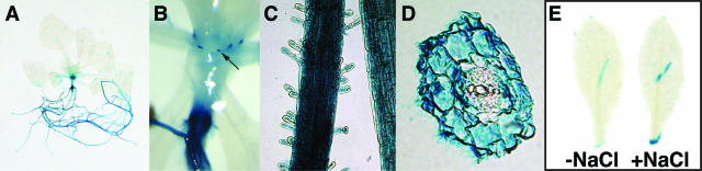 Figure 6.